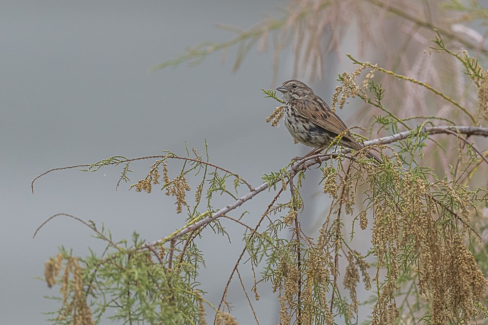 Song Sparrow - ML620240158