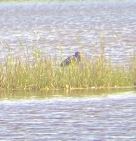 Tricolored Heron - ML620240165