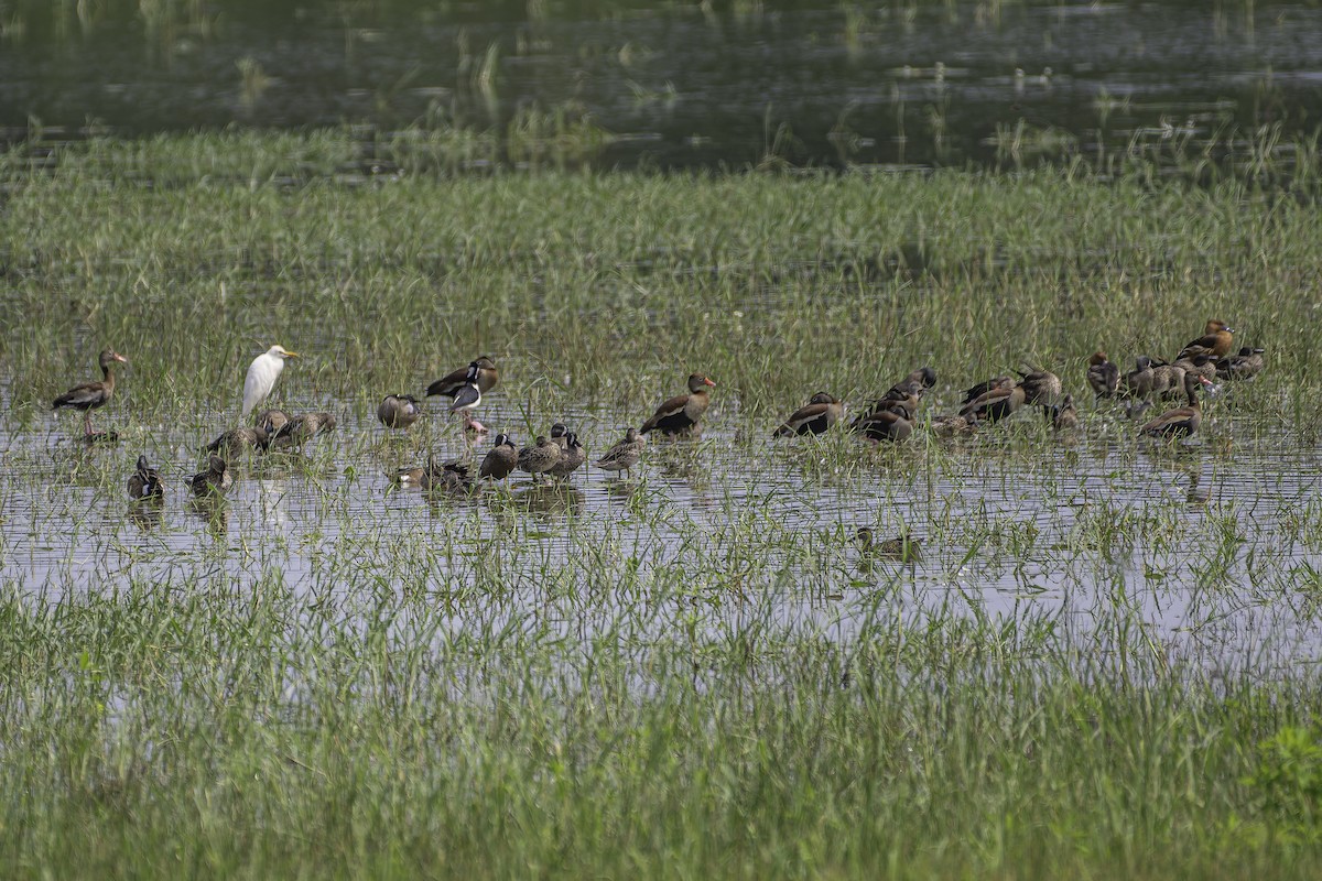 Black-bellied Whistling-Duck - ML620240166