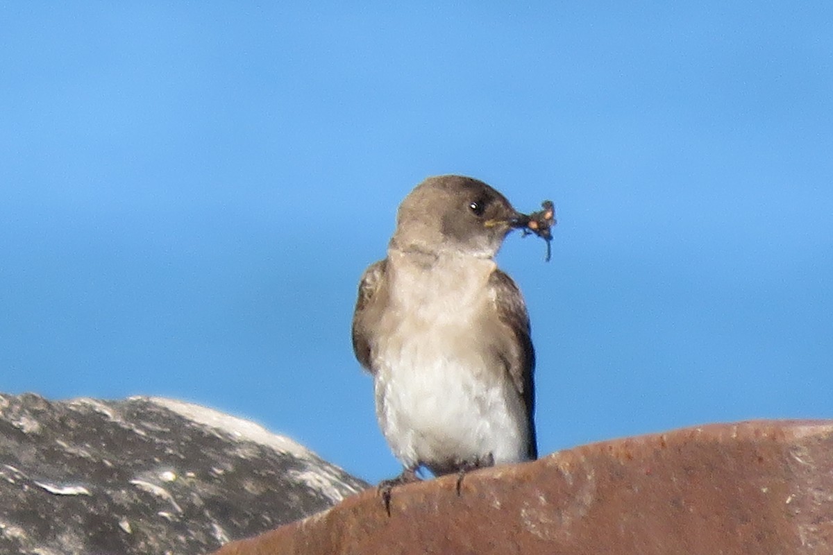 Northern Rough-winged Swallow - ML620240187