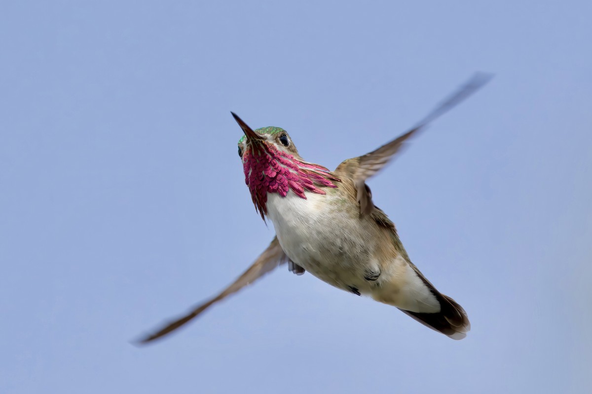 Calliope Hummingbird - ML620240193