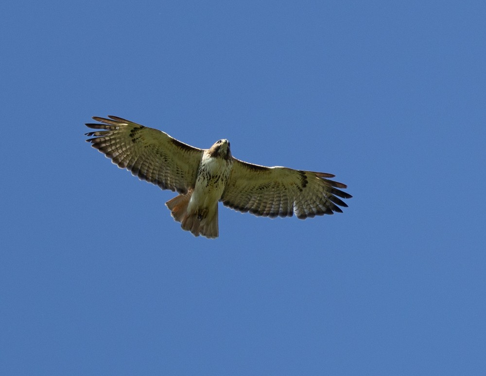 Red-tailed Hawk - ML620240197