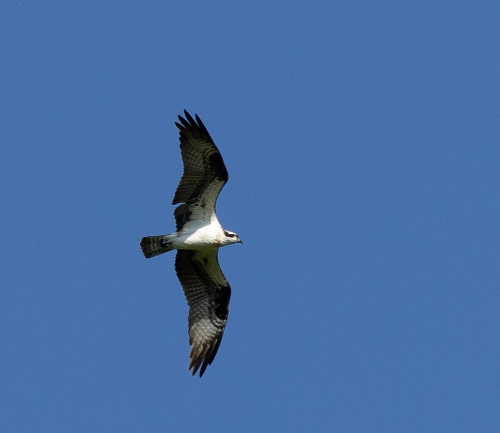 Águila Pescadora - ML620240199