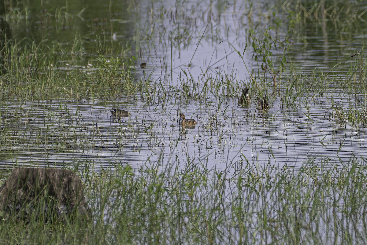 Fulvous Whistling-Duck - ML620240204