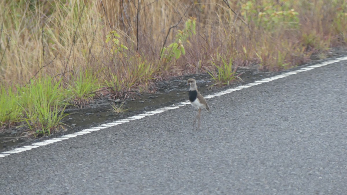 Southern Lapwing - ML620240210