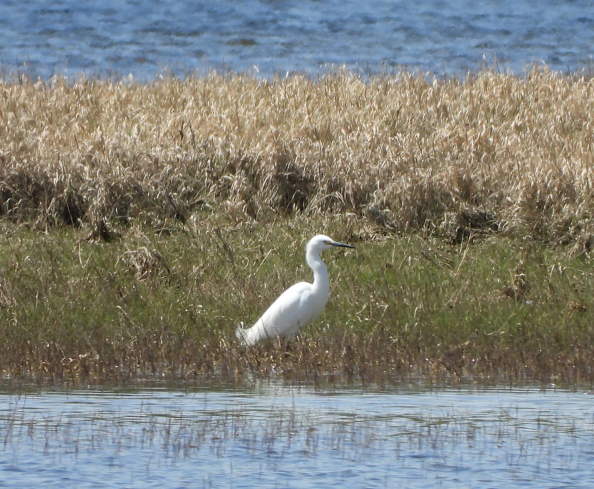 Snowy Egret - ML620240211