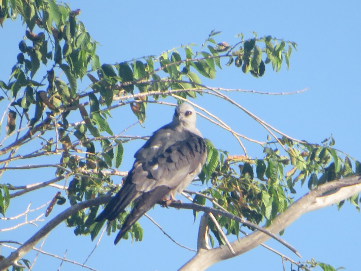 Mississippi Kite - ML620240212