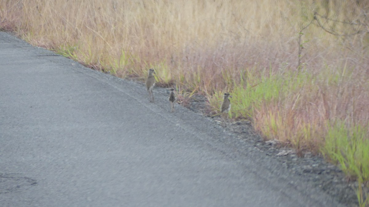 Southern Lapwing - ML620240217