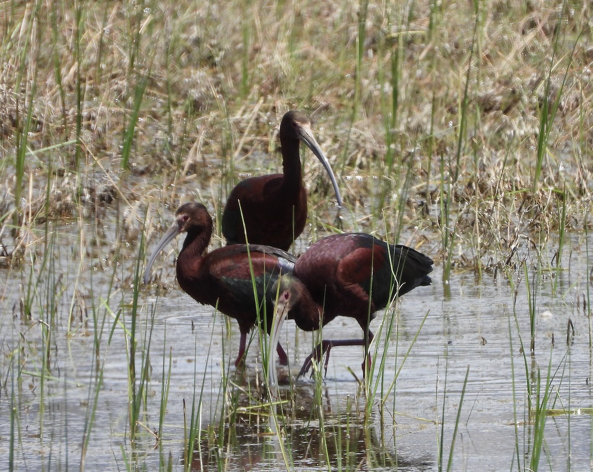 ibis americký - ML620240224