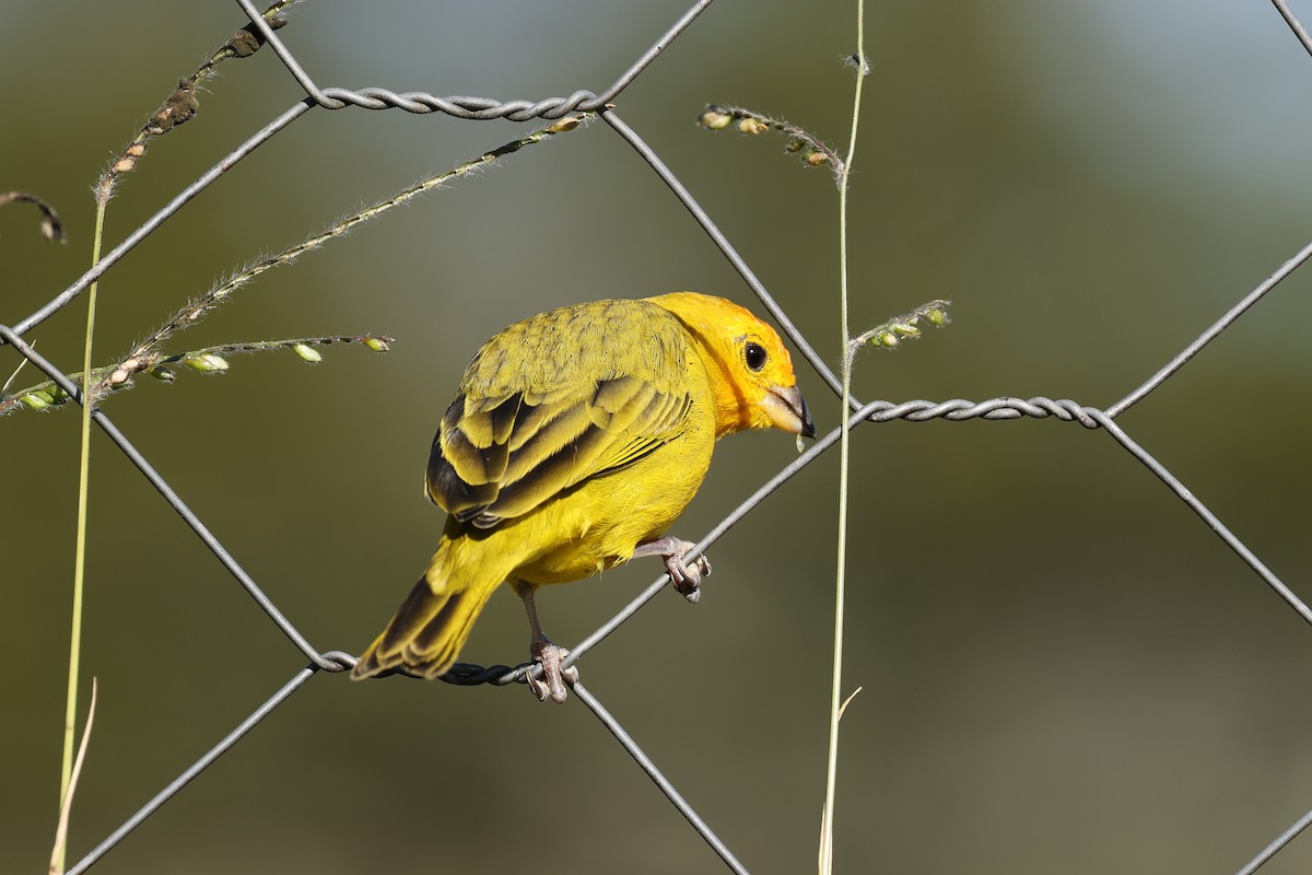 Saffron Finch - ML620240225