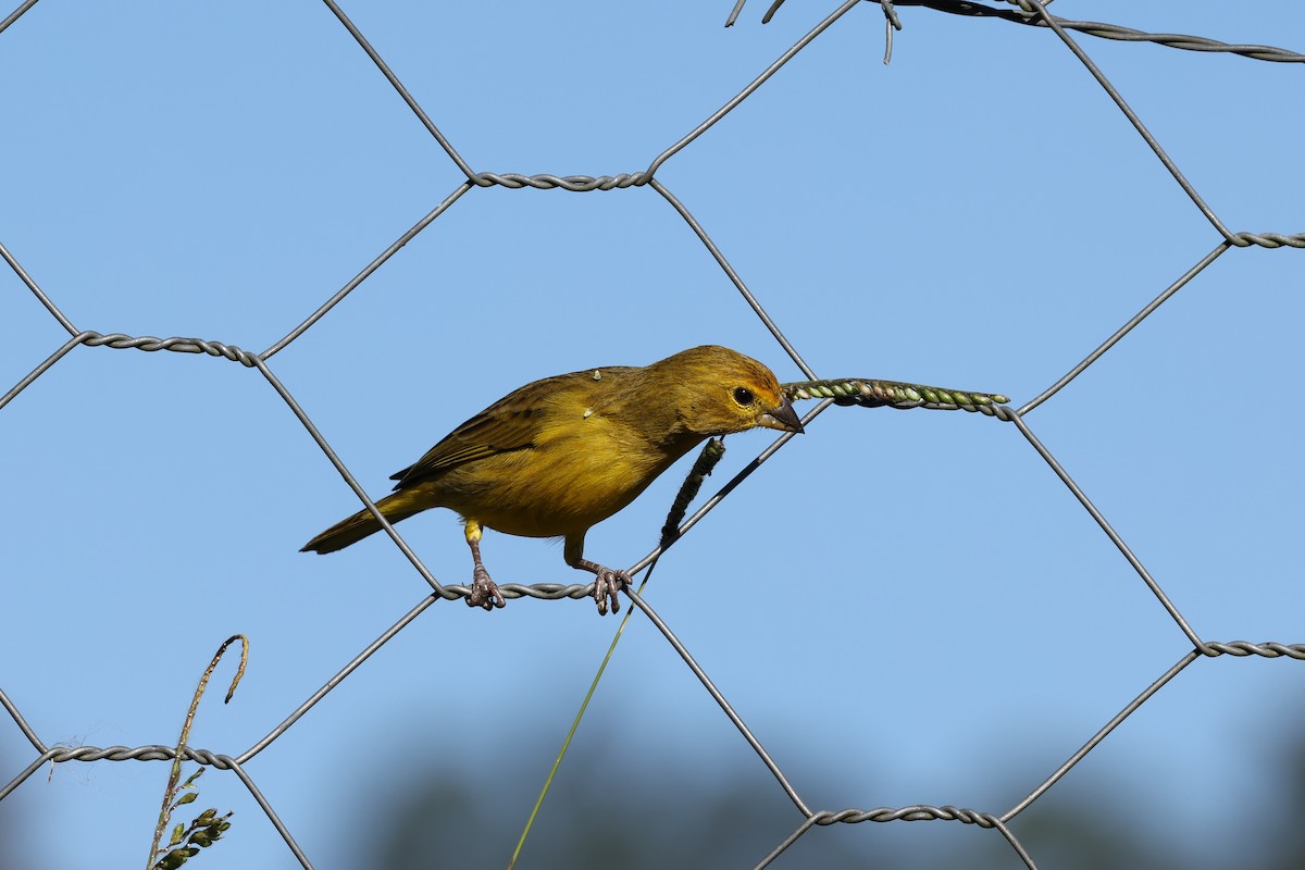 Saffron Finch - ML620240227