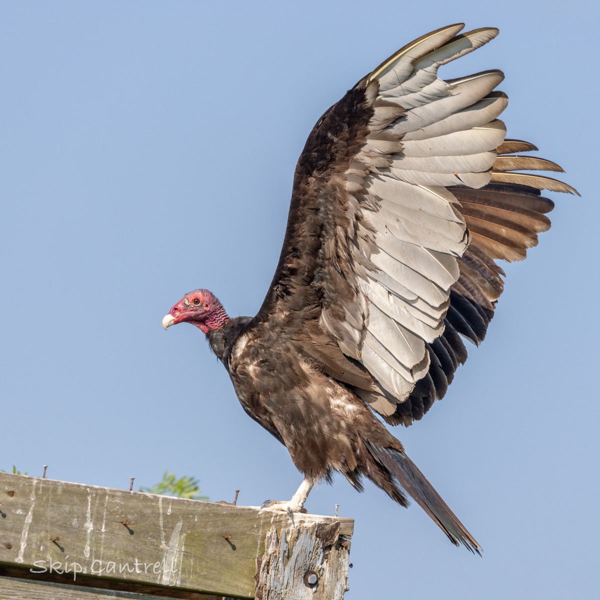 Turkey Vulture - ML620240231