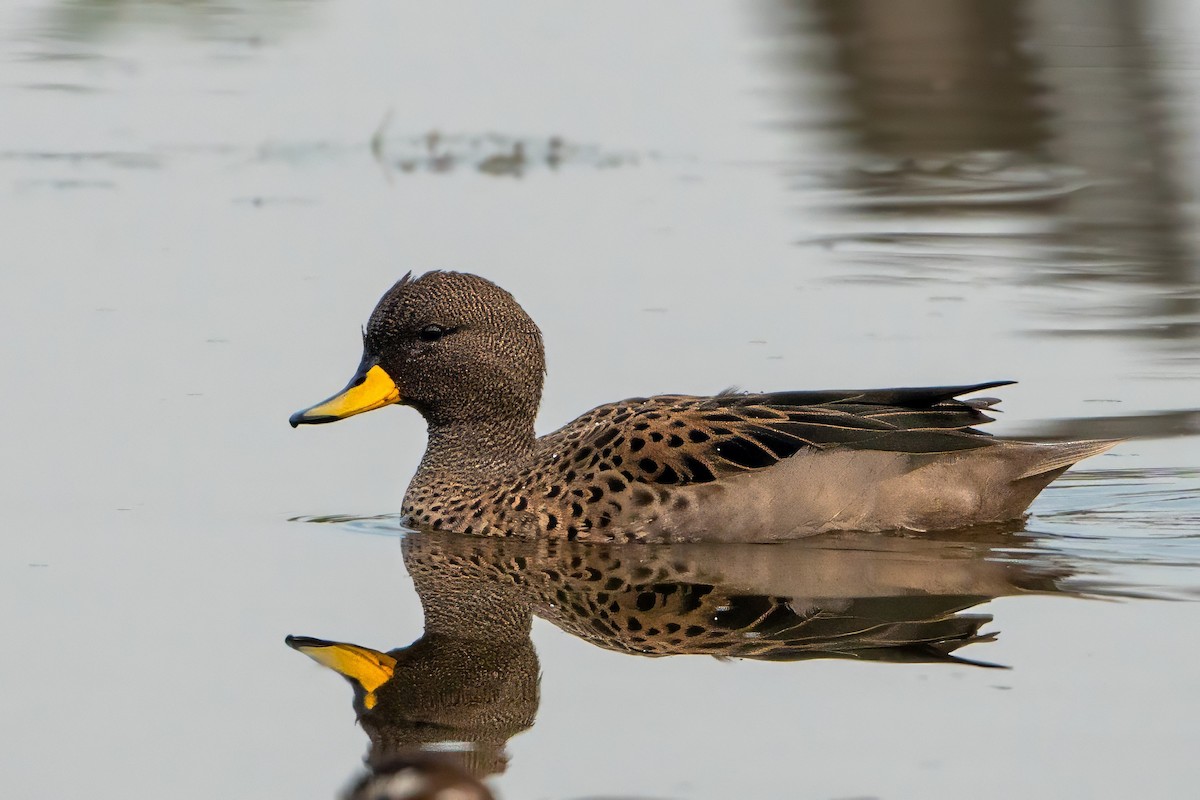 Yellow-billed Teal - ML620240233