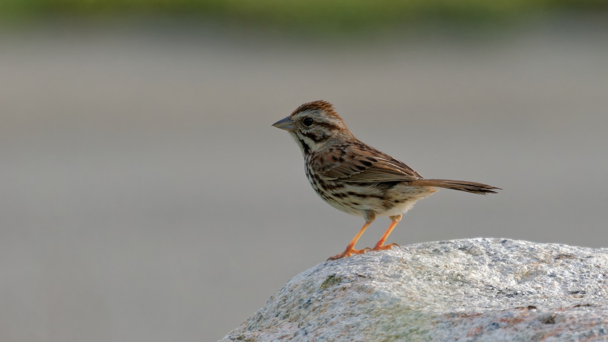 Song Sparrow - ML620240237