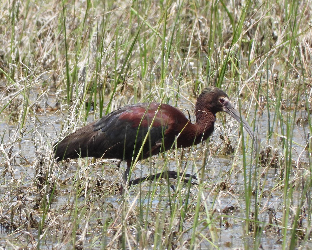 ibis americký - ML620240239