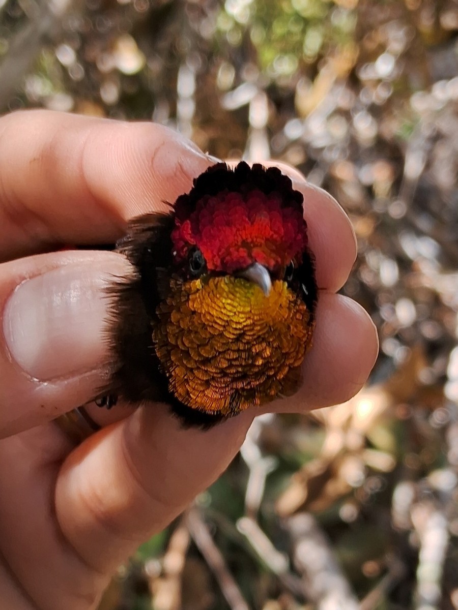 kolibřík červenohlavý - ML620240240