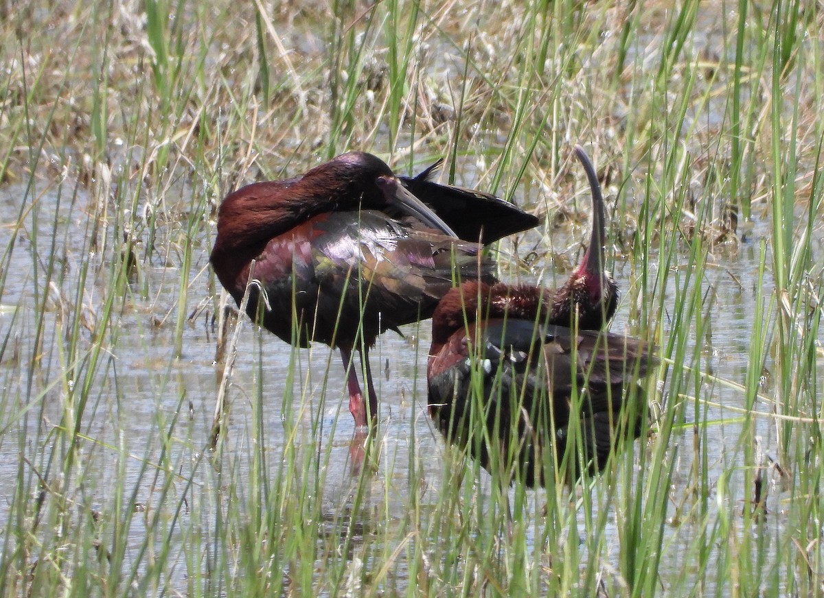 ibis americký - ML620240241