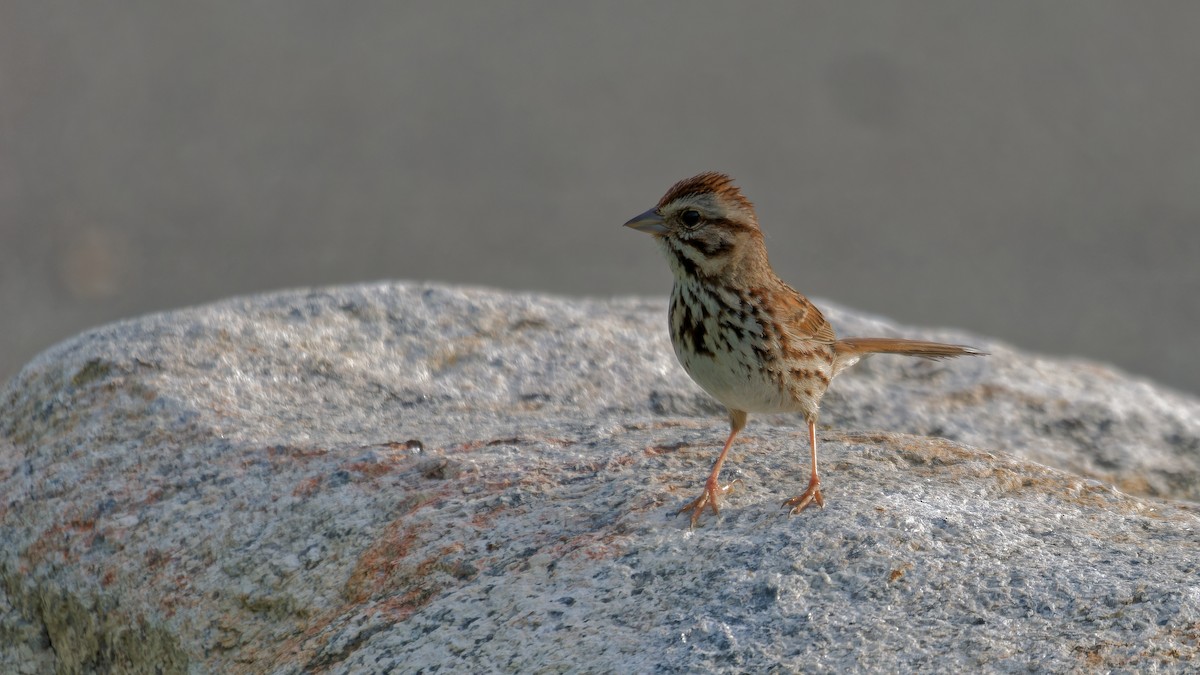 Song Sparrow - ML620240242