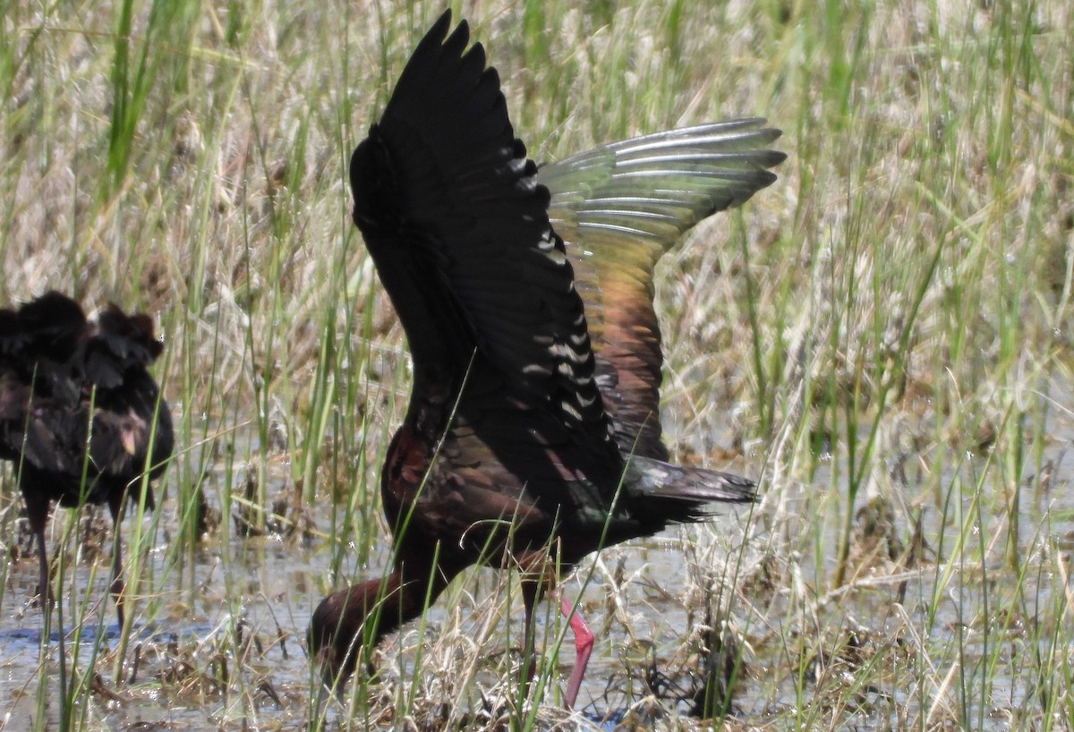 White-faced Ibis - ML620240245