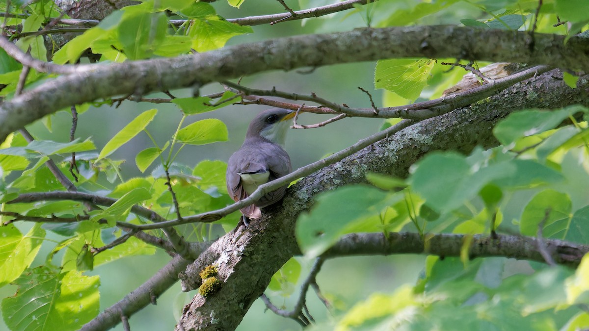 Yellow-billed Cuckoo - Derek Stoll