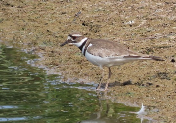 Killdeer - ML620240252