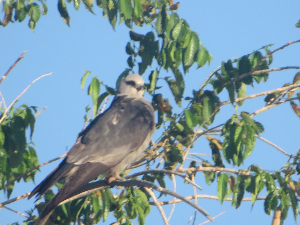 Mississippi Kite - ML620240253