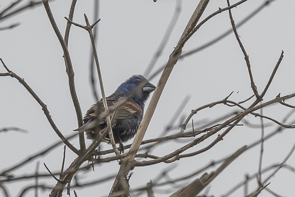 Blue Grosbeak - ML620240256