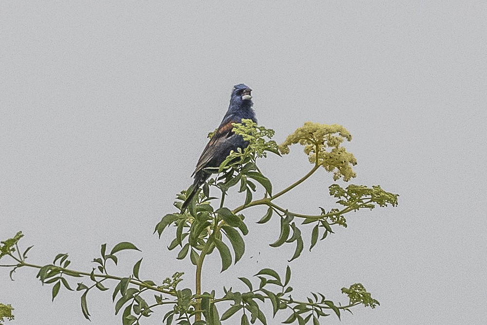 Guiraca bleu - ML620240260