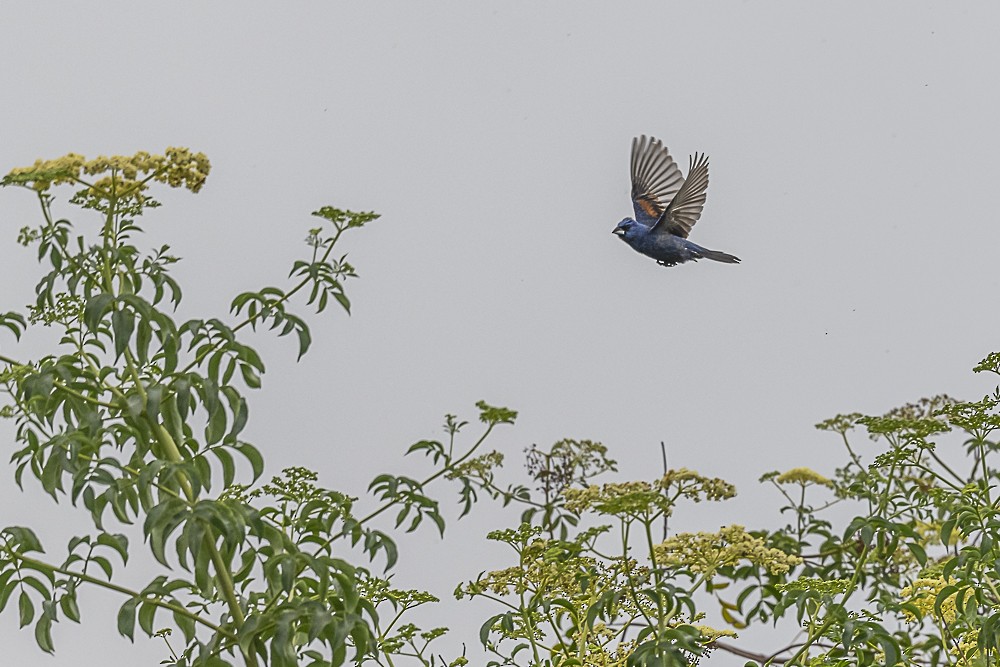 Blue Grosbeak - ML620240265