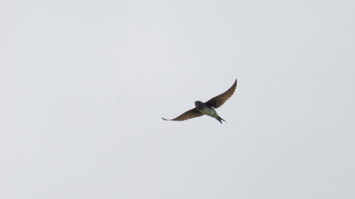 Purple Martin - ML620240281