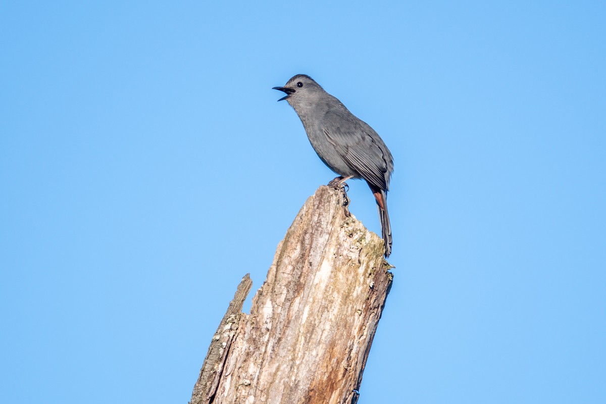 Pájaro Gato Gris - ML620240290