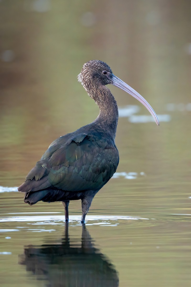 ibis americký - ML620240292