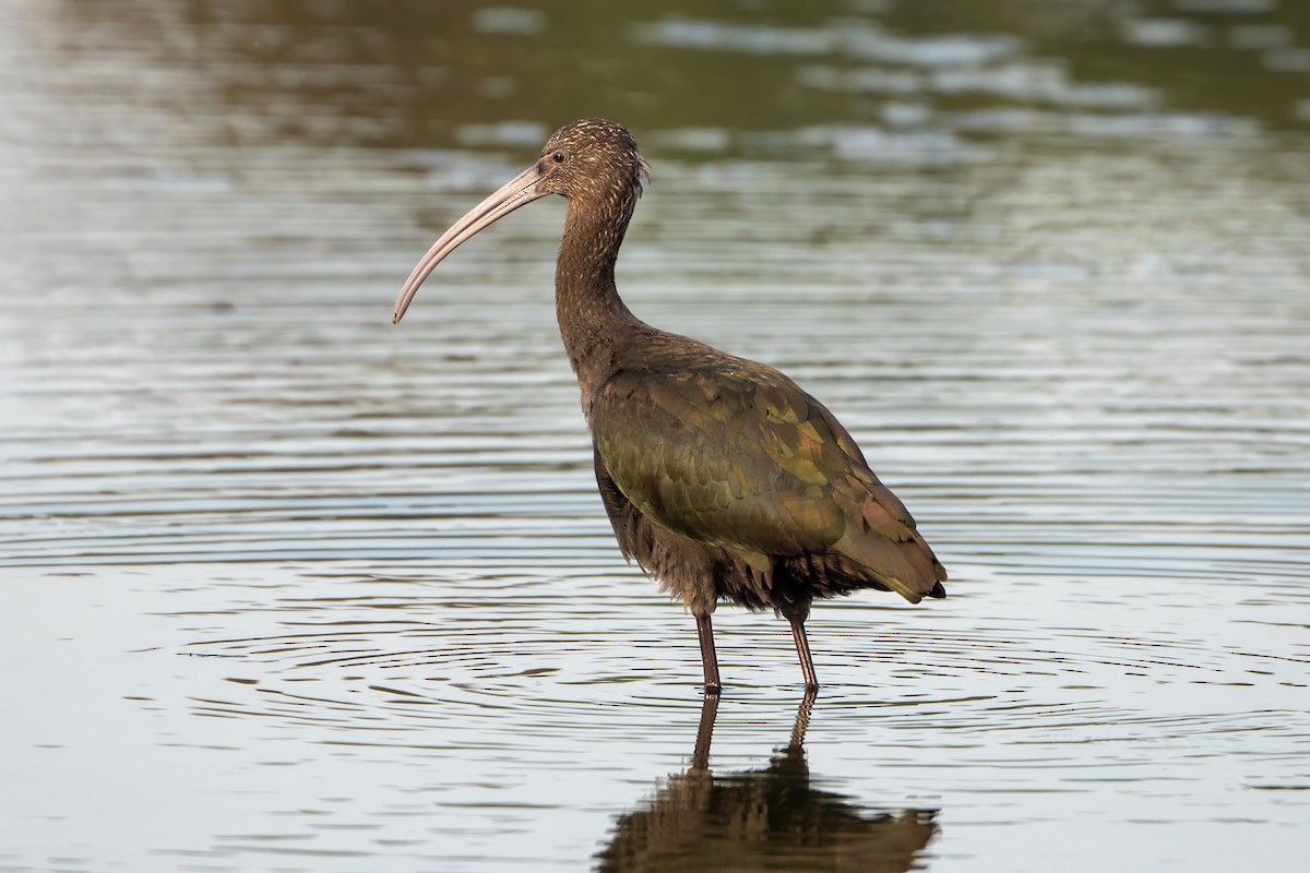 ibis americký - ML620240293