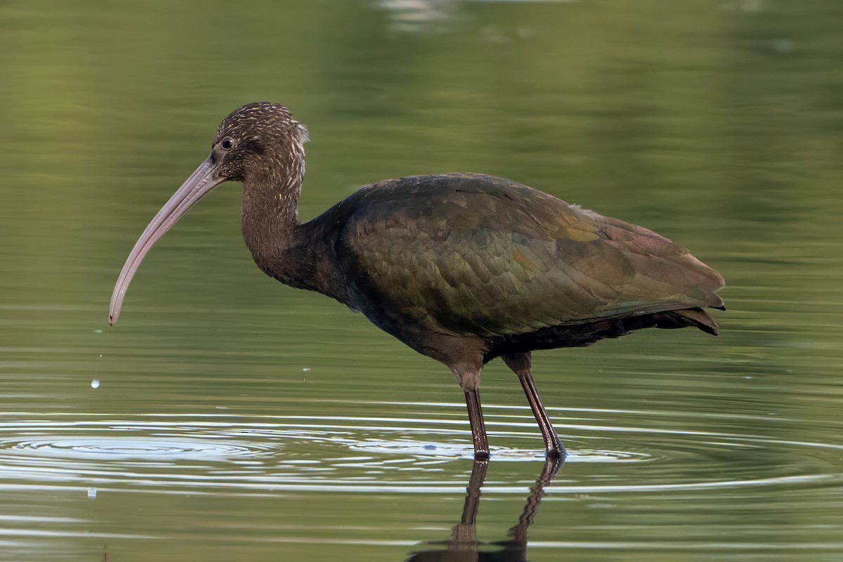 ibis americký - ML620240295