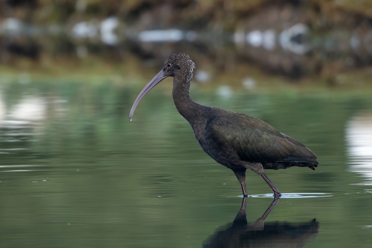 ibis americký - ML620240296