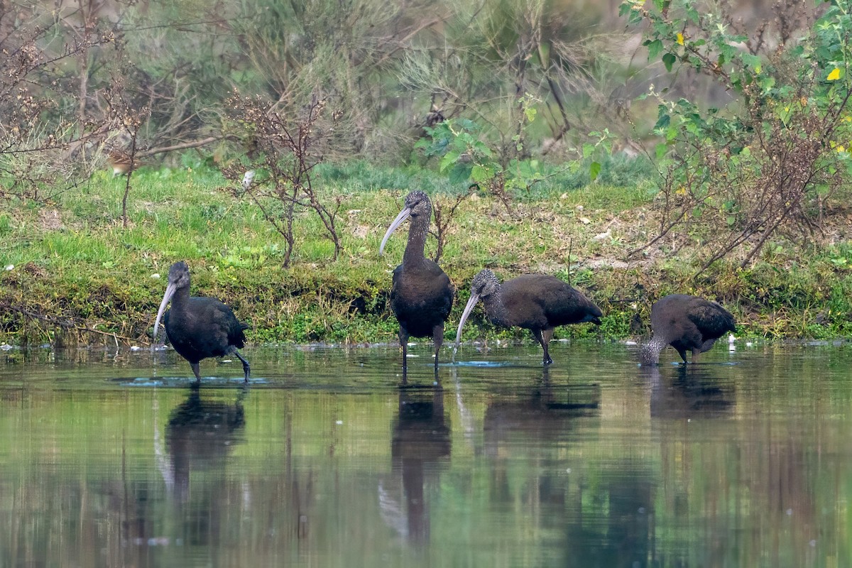 ibis americký - ML620240297