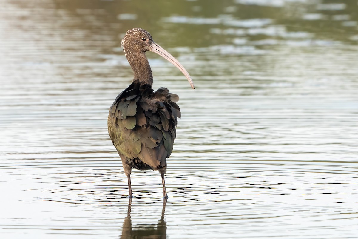 Ibis à face blanche - ML620240298