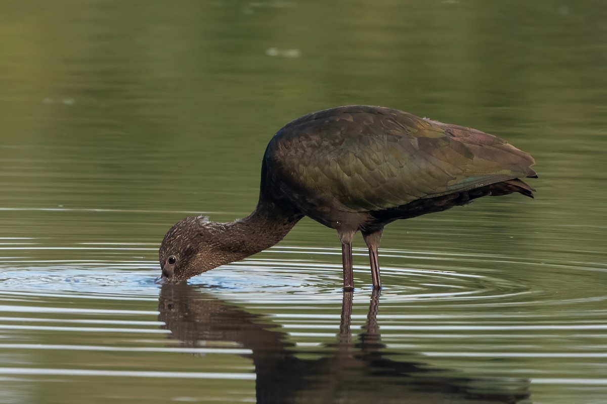 ibis americký - ML620240299