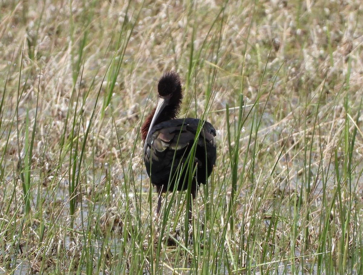 White-faced Ibis - ML620240307