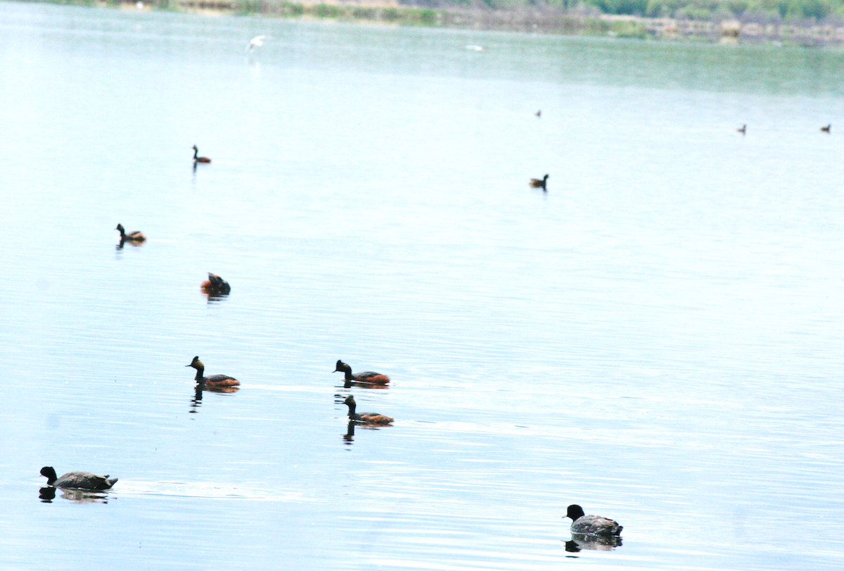 Horned Grebe - ML620240309