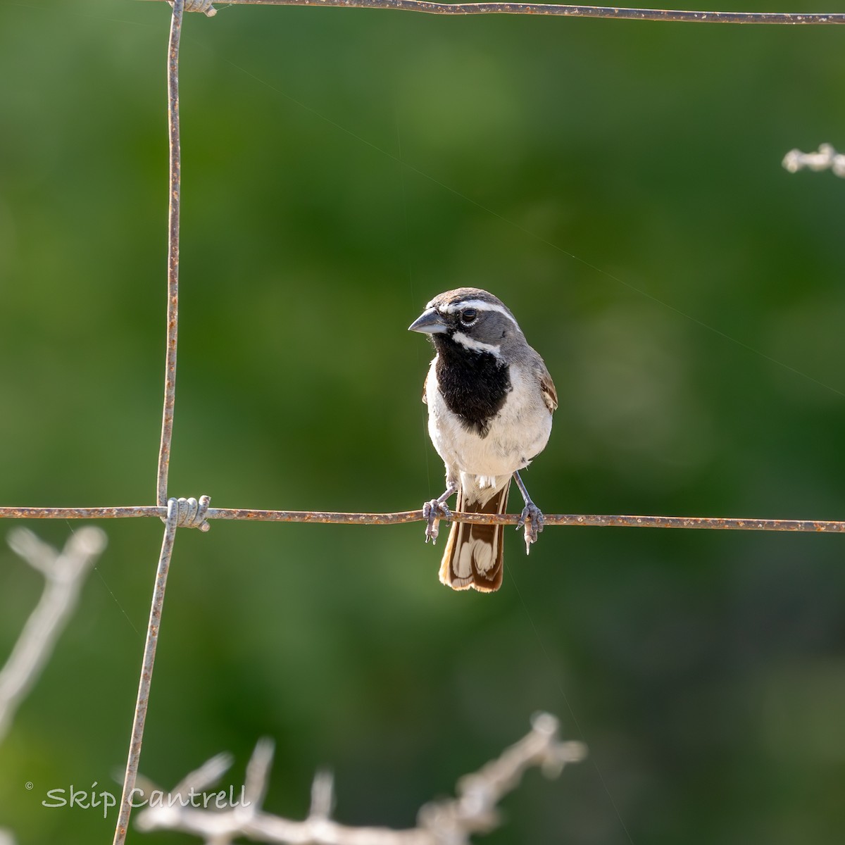 Black-throated Sparrow - ML620240311