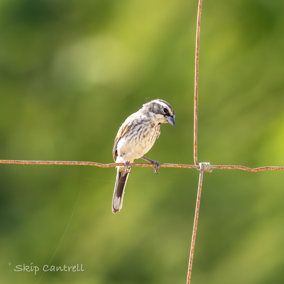 Black-throated Sparrow - ML620240312