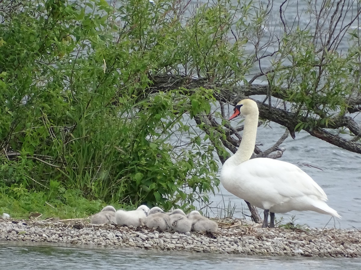 Cygne tuberculé - ML620240316