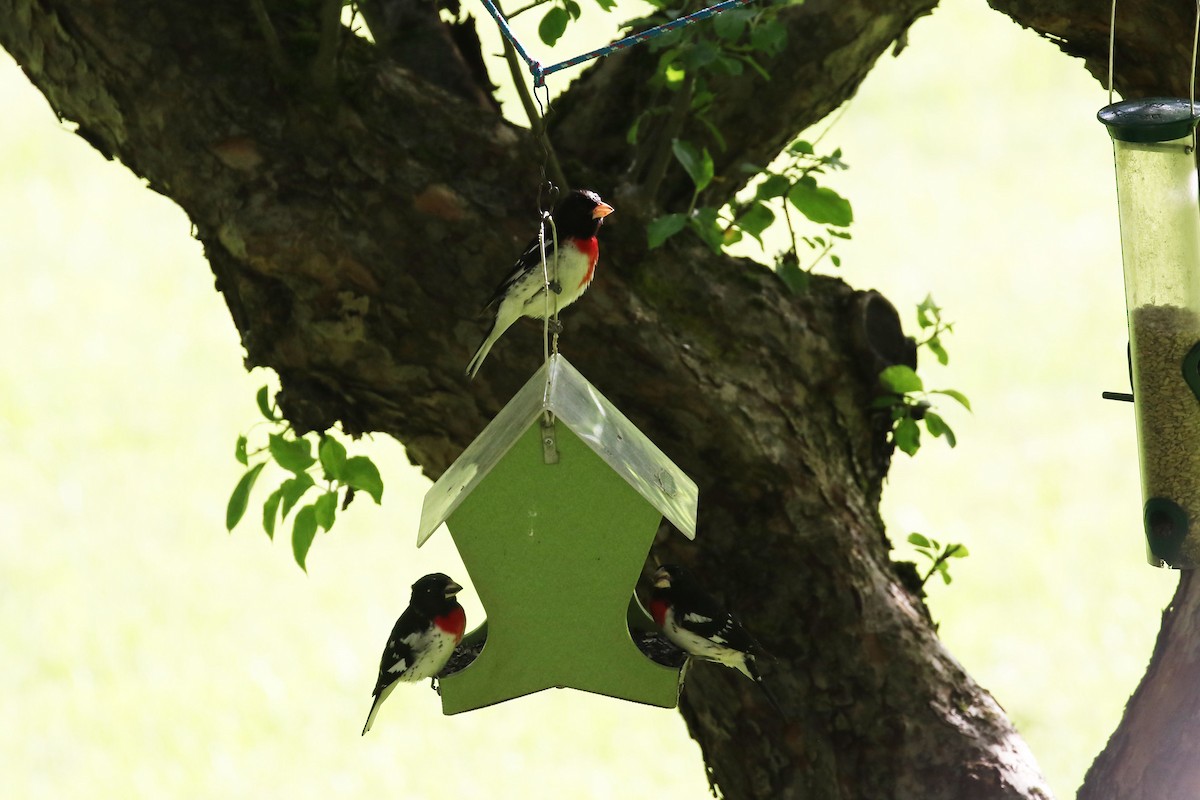 Rose-breasted Grosbeak - ML620240317