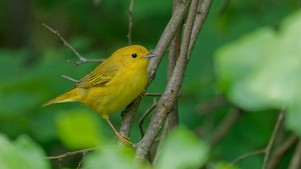 Yellow Warbler - Derek Stoll