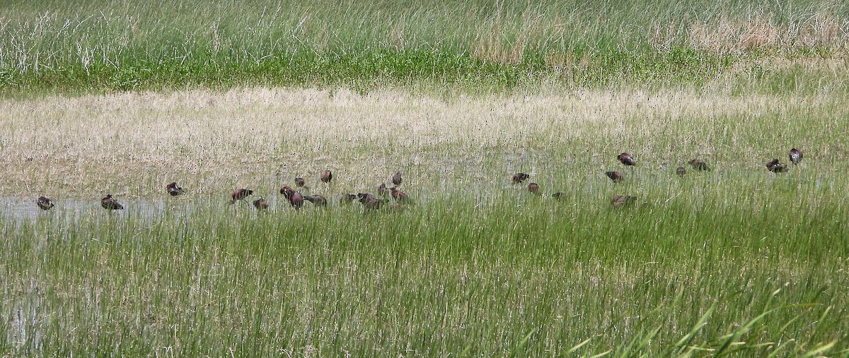 White-faced Ibis - ML620240332