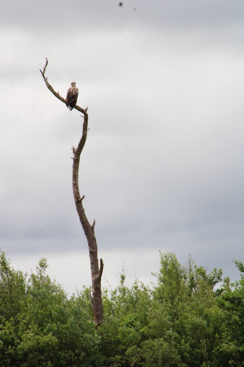 White-tailed Eagle - ML620240335