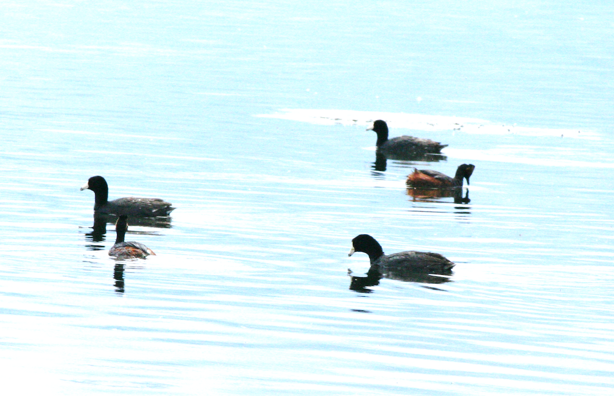 Horned Grebe - ML620240337