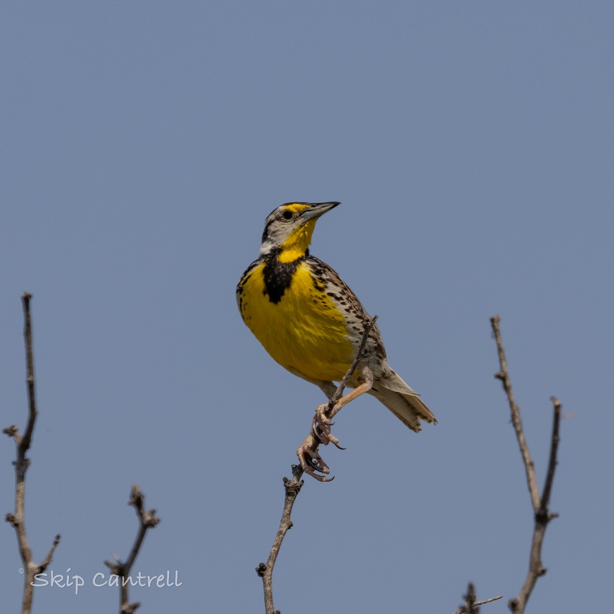 Eastern Meadowlark - ML620240351