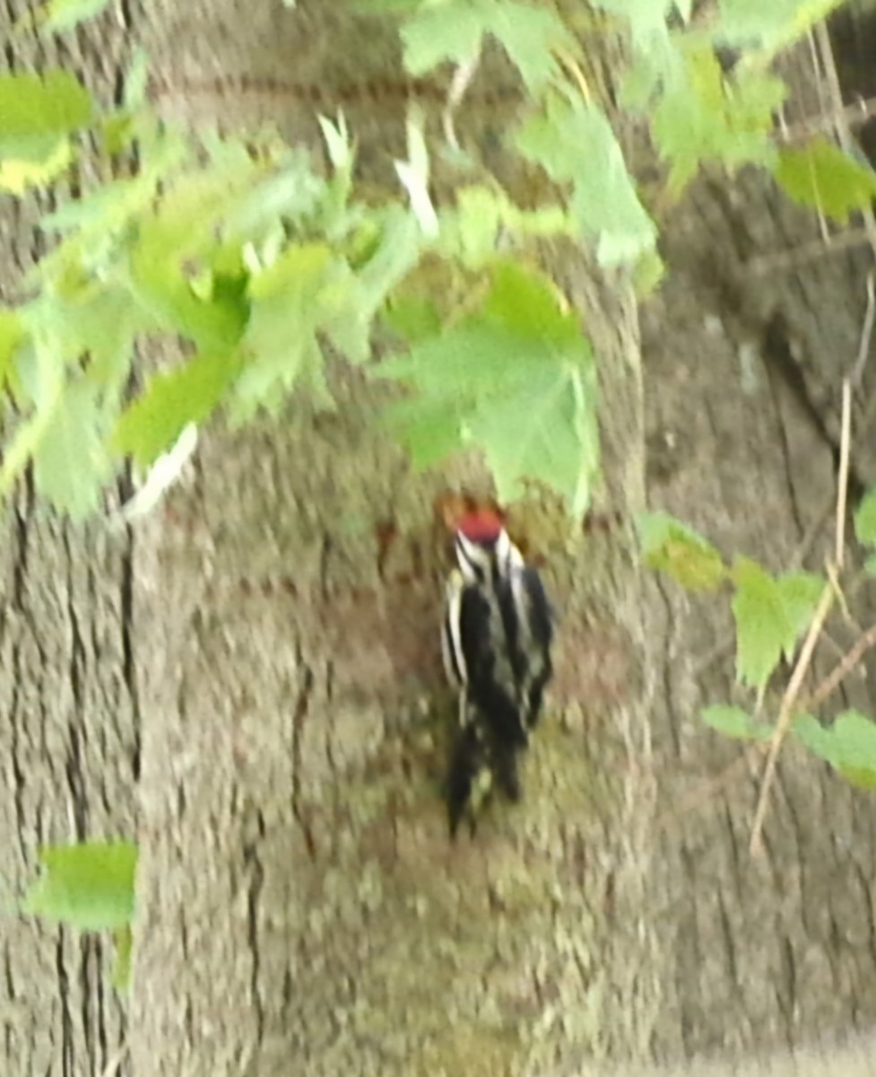 Yellow-bellied Sapsucker - ML620240354